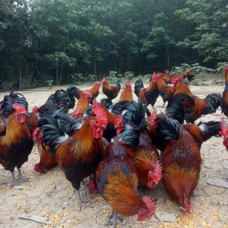 黑瑶鸡苗批发